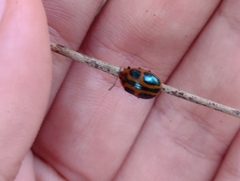 Plagiodera saltensis