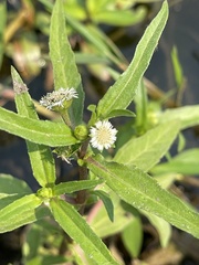 Eclipta prostrata image