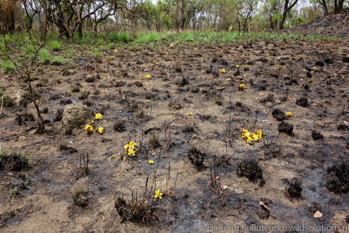 Cochlospermum tinctorium