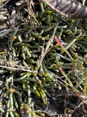 Ephedra frustillata