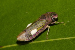 Oncometopia facialis