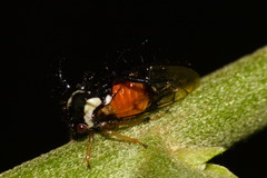 Cyphonia trifida