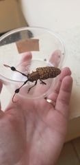 Aristobia approximator