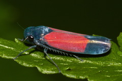 Cardioscarta flavifrons