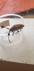 Aristobia approximator