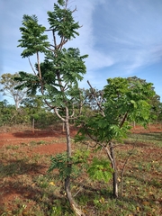 Stryphnodendron adstringens