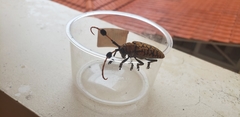 Aristobia approximator