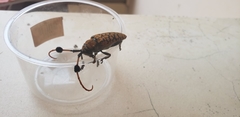Aristobia approximator