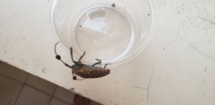Aristobia approximator
