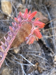 Echeveria strictiflora