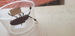 Aristobia approximator