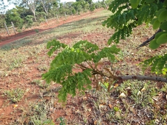 Stryphnodendron adstringens