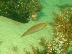 Stethojulis interrupta