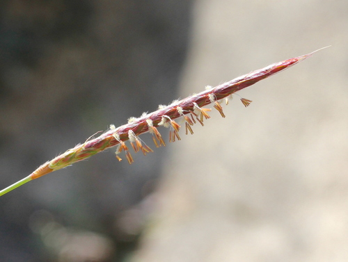 Ischaemum ciliare