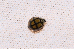 Harmonia testudinaria