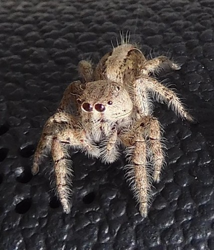 Hyllus congoensis