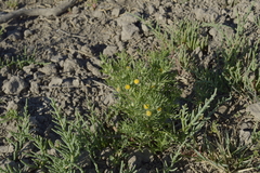 Hymenoxys anthemoides