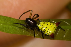 Micrathena flaveola