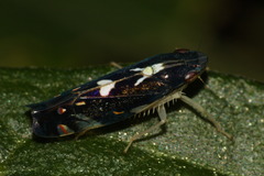 Diedrocephala