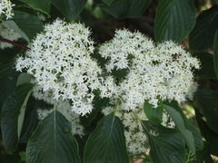 Cornus controversa