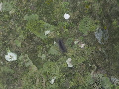 Chrysaeglia magnifica