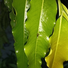 Graphium agamemnon