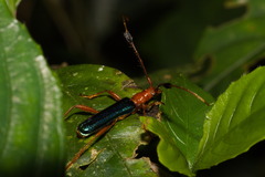 Compsocerus violaceus
