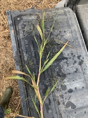 Panicum dichotomiflorum dichotomiflorum