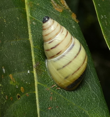 Drymaeus rufolineatus