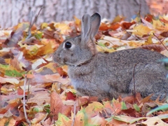 Oryctolagus cuniculus