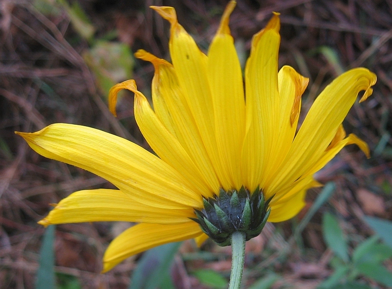 Helianthus X laetiflorus