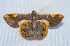 Opisthoxia