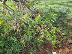 Annona crassiflora