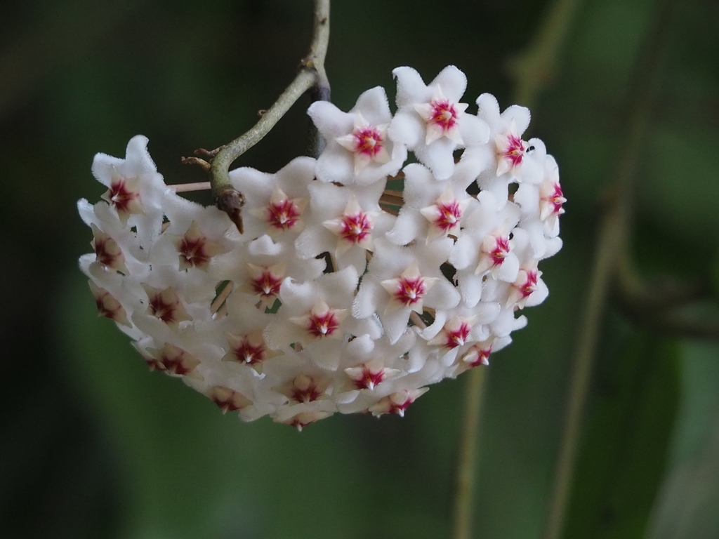 Hoya carnosa