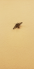 Amata sperbius