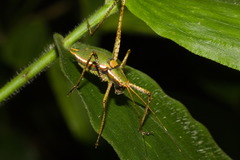 Xenicola
