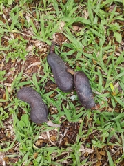Hymenaea