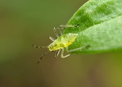 Calaphidina
