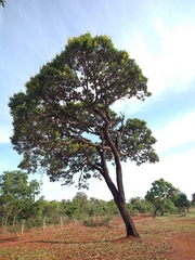 Vochysia thyrsoidea