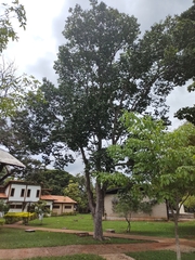Hymenaea