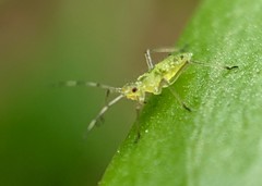 Calaphidina