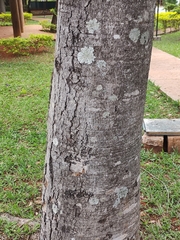 Hymenaea