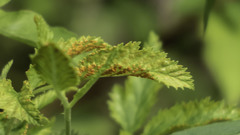 Phragmidium bulbosum
