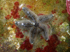 Pisaster