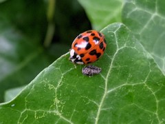 Harmonia axyridis