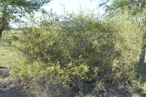 Image of Lycium americanum by (c) Jose Luis Navarro, some rights reserved (CC BY)