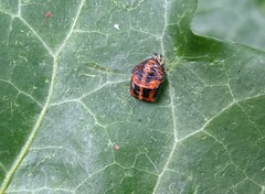 Harmonia axyridis