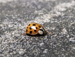 Harmonia axyridis