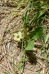 Jaborosa runcinata