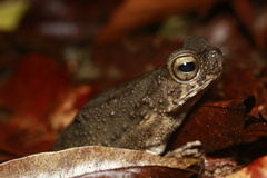 Phrynoidis juxtasper